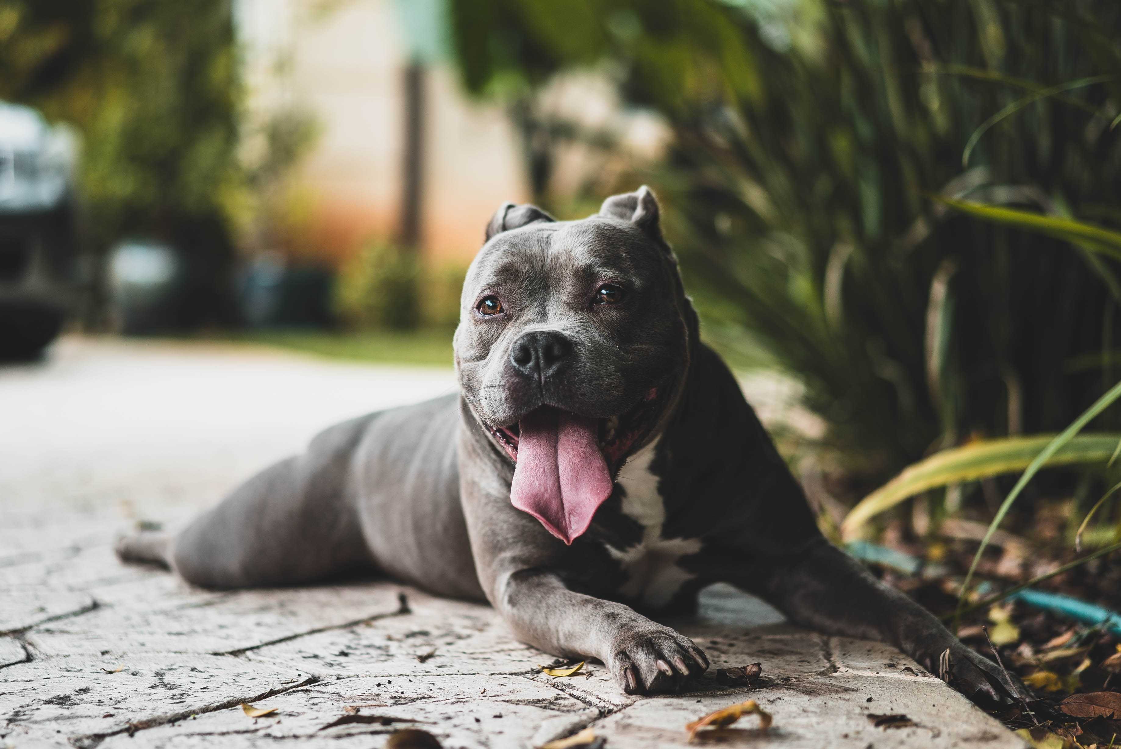 A gray pitbull relaxing on the sidewalk with its tongue hanging out